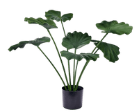 LOTUS Green plant - best price from Maltashopper.com CS687603