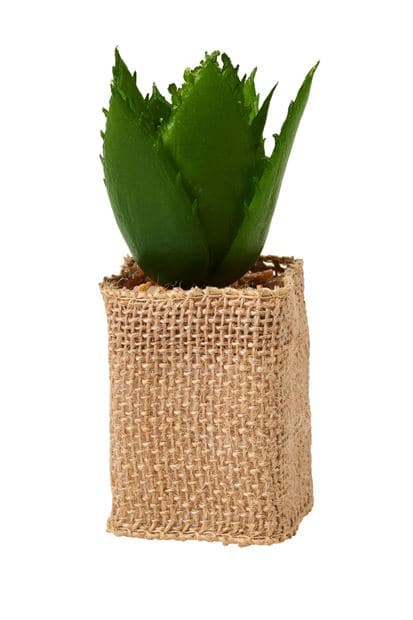 Casa CACTUS COLOR SUCCULENT 4 shapes, 3 color variants