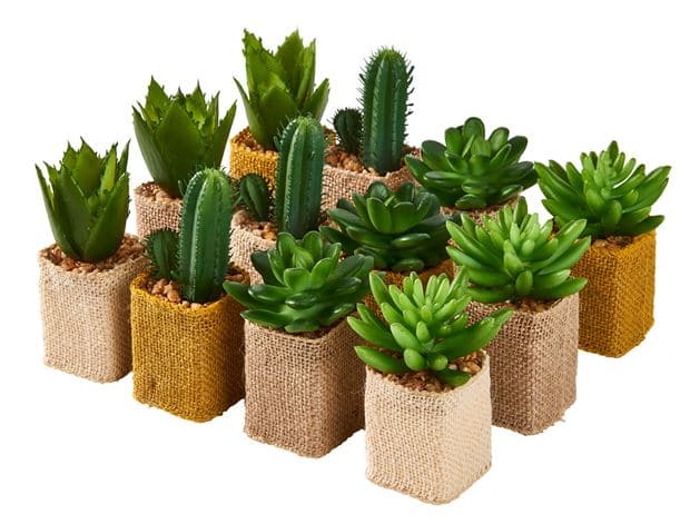 CACTUS COLOR SUCCULENT 4 shapes, 3 color variants - best price from Maltashopper.com CS668829