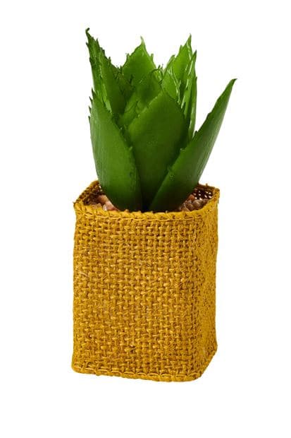 Casa CACTUS COLOR SUCCULENT 4 shapes, 3 color variants