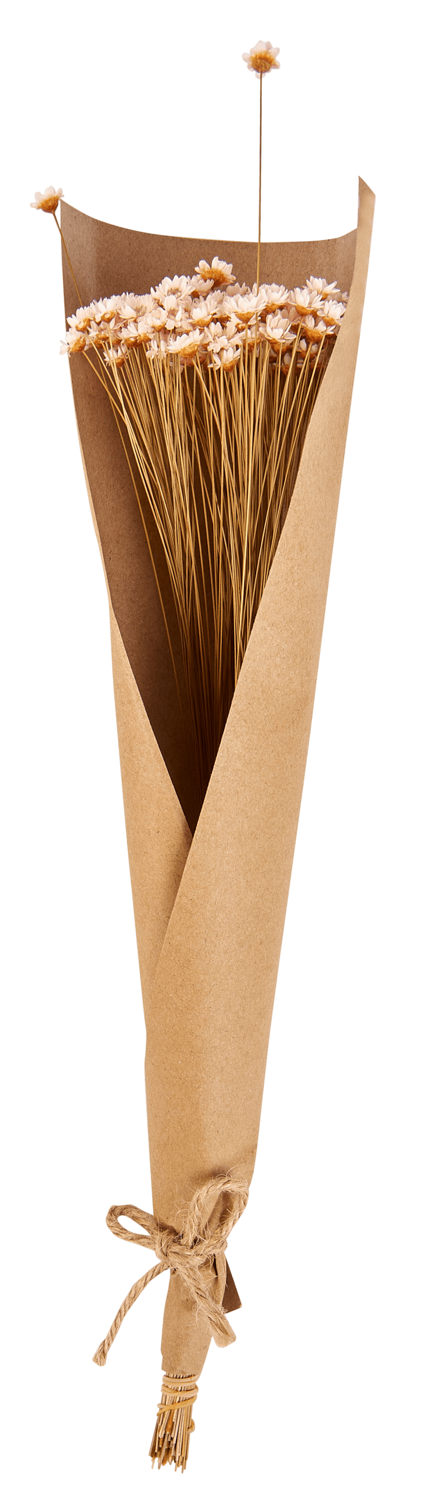 Casa ACTINO Dried flowers 2 colours white, brown, pink, multicolouredL 30 cm