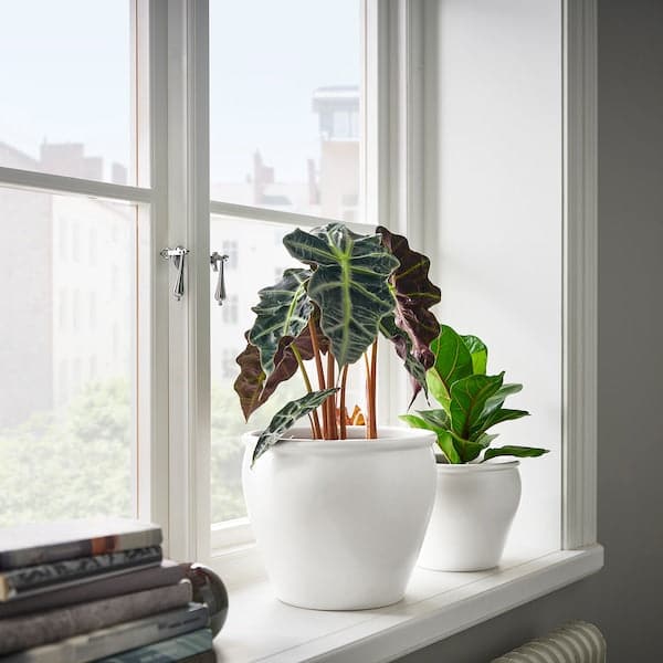 AMBRARÖNN - Plant pot, in/outdoor/white, 19 cm - best price from Maltashopper.com 00559494