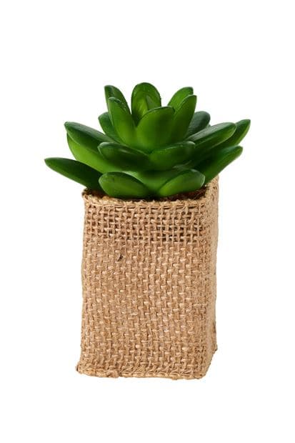 Casa CACTUS COLOR SUCCULENT 4 shapes, 3 color variants