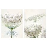 BILD poster, Lacy blooms, 30x40 cm, 2 pack