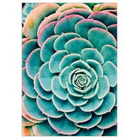 BILD poster, Succulent leaves, 50x70 cm