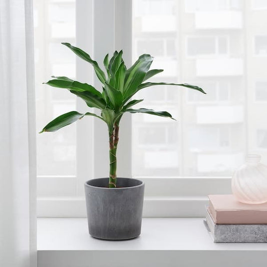 Ikea BOYSENBÄR - Plant pot, in/outdoor light grey, 9 cm