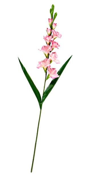 GLADIUS GLADIOLUS 93cm 3COL - best price from Maltashopper.com CS670397