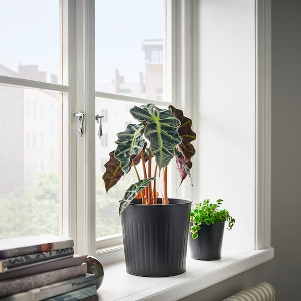 Ikea CITRONMELISS - Plant pot, in/outdoor/anthracite, 19 cm