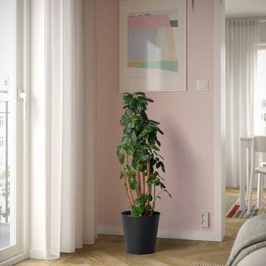 CITRONMELISS - Plant pot, in/outdoor/anthracite, 24 cm - best price from Maltashopper.com 80562510