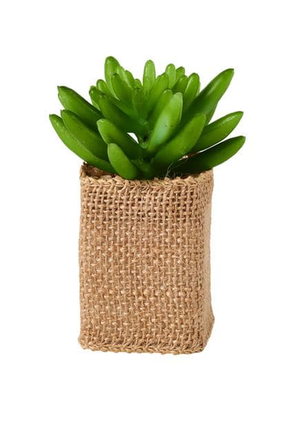 Casa CACTUS COLOR SUCCULENT 4 shapes, 3 color variants