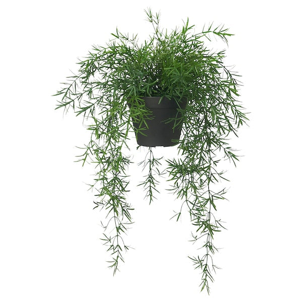 FEJKA - Artificial potted plant, in/outdoor Asparagus/hanging, 12 cm