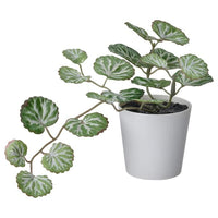 FEJKA artificial potted plant with pot, in/outdoor white/green, 6 cm