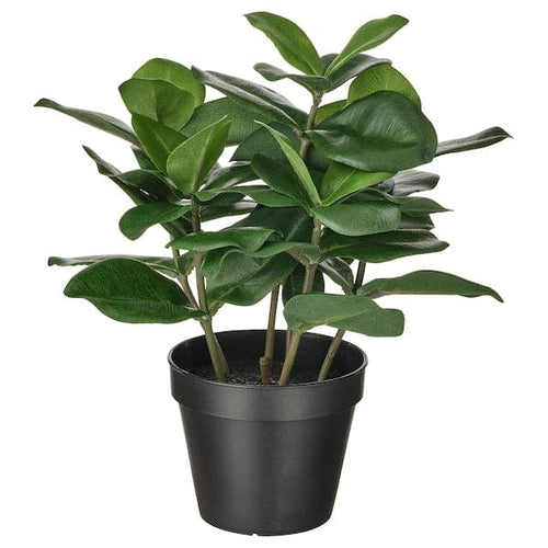 FEJKA - Artificial potted plant, in/outdoor Clusia, 12 cm