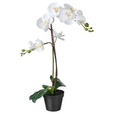 FEJKA artificial potted plant, Orchid white, 12 cm