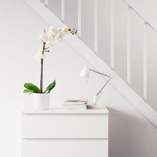 FEJKA - Artificial potted plant, Orchid white, 12 cm - best price from Maltashopper.com 80285909