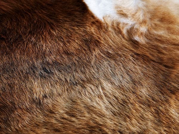 Ikea KOLDBY - Cow hide, brown