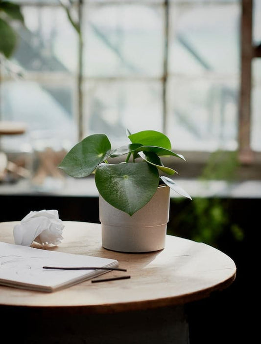 NYPON - Plant pot, in/outdoor grey, 12 cm - best price from Maltashopper.com 40395617