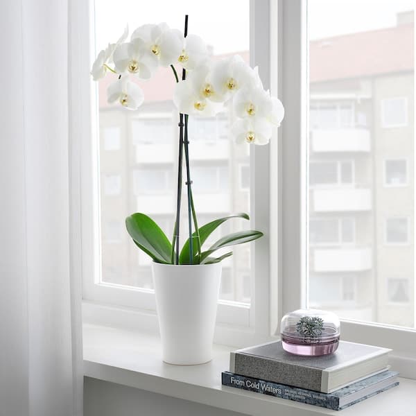 Ikea PAPAJA - Plant pot, white, 12x19 cm