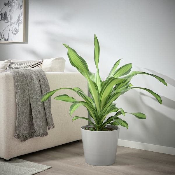 Ikea SKOGSVINBÄR - Plant pot, in/outdoor grey, 24 cm