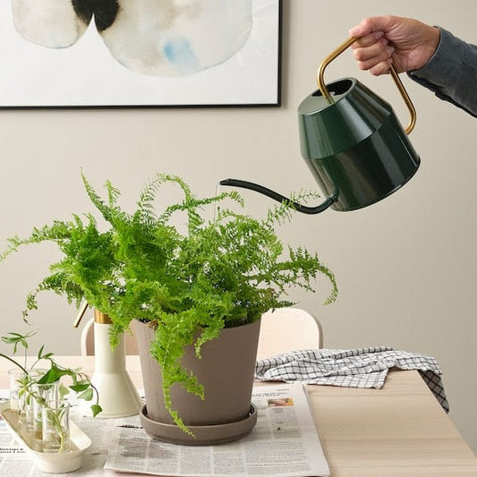 Ikea VATTENKRASSE - Watering can, black-green/gold-colour, 2.0 l