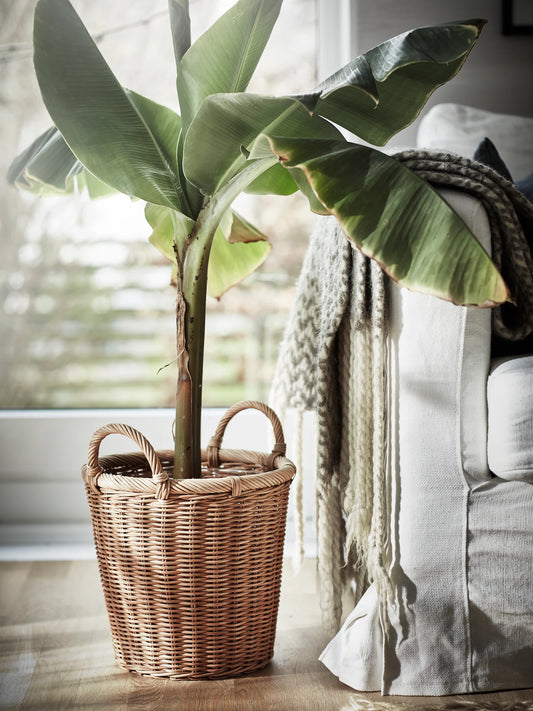 How to Choose the Right Plants for Your Home