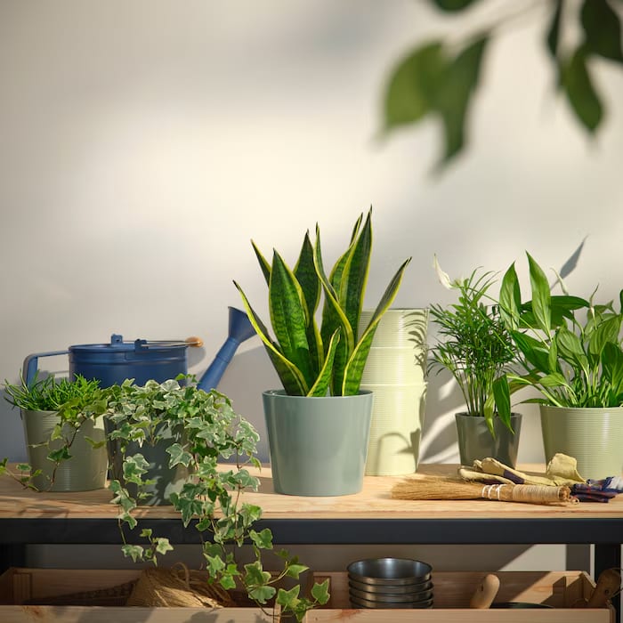 How to Choose the Right Plants for Your Home