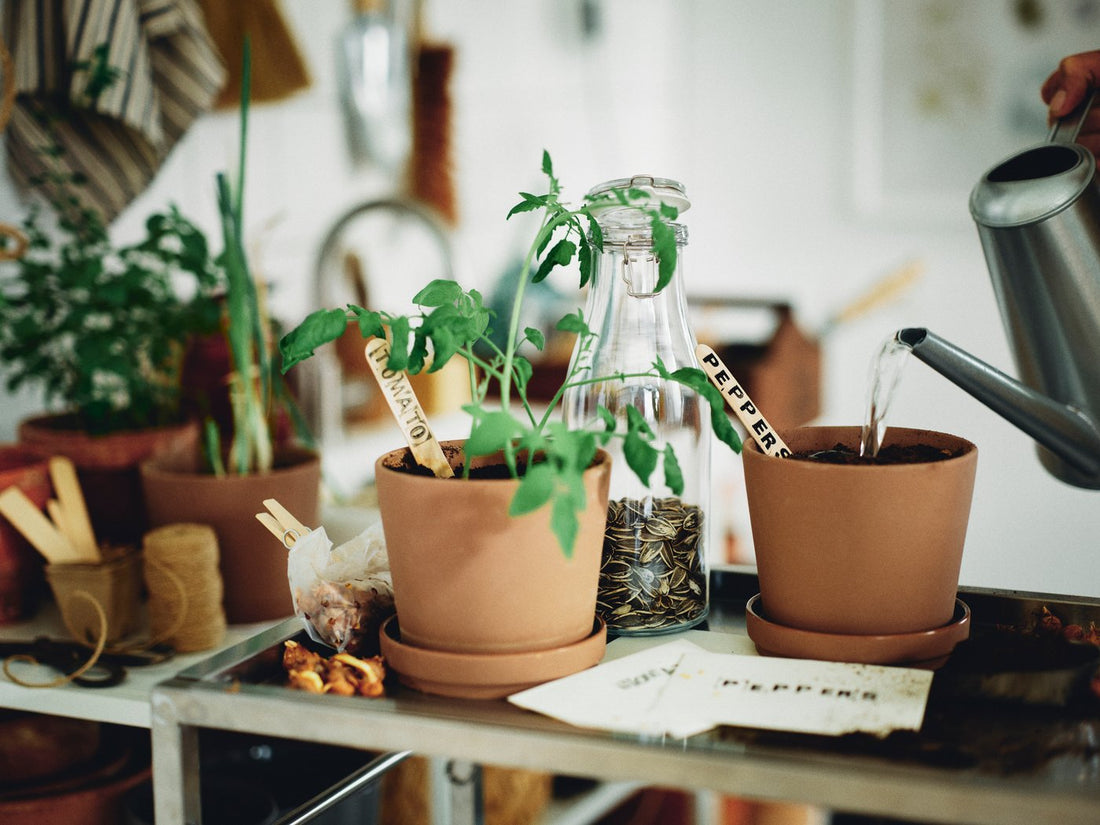 Growing Plants at Home, Indoors and Out