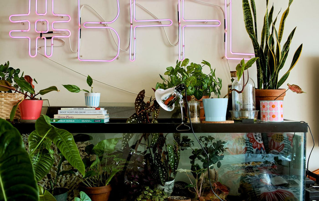 Growing A Plant Collection Indoors