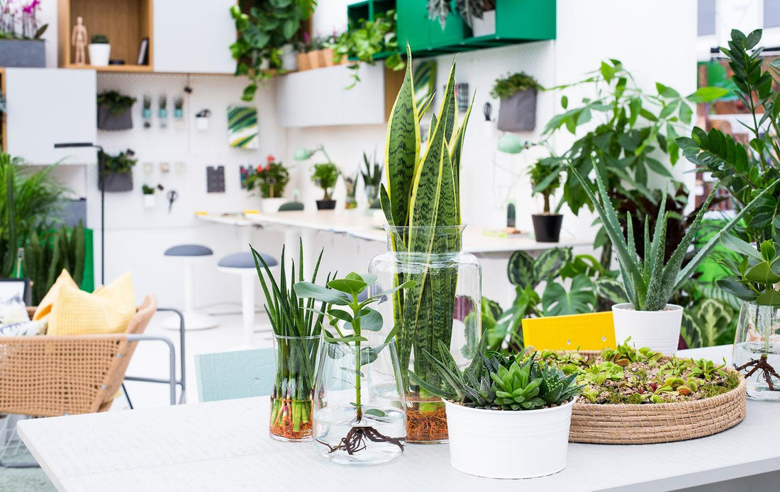 Bringing Plants Into Your Home Office