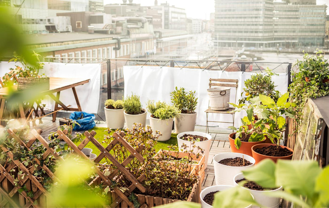 Turning A Rooftop Into A Proper Garden