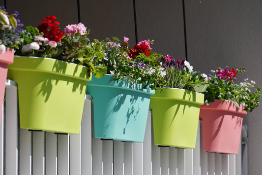 balcony plants