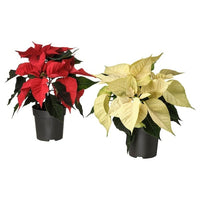 Table plants