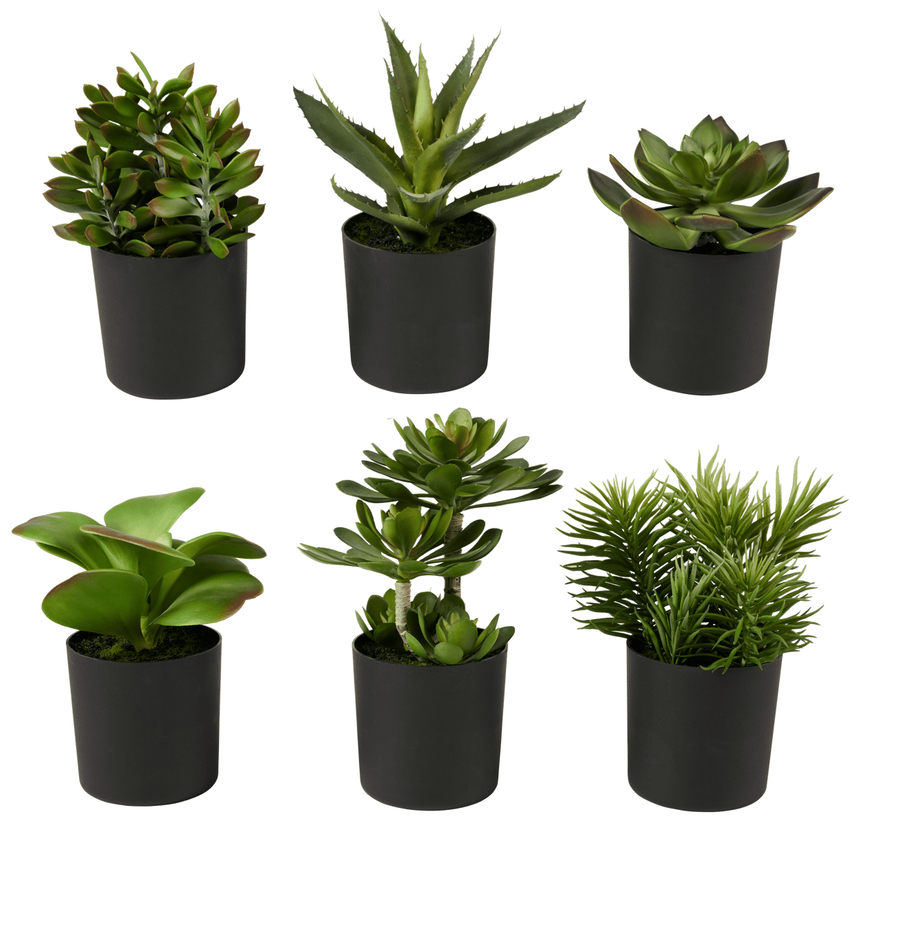 Casa MOHAVE SUCCULENT CRASSULA