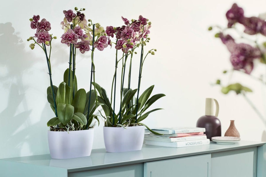 Bricocenter BRUSSELS ORCHID DUO COVER 25CM TRANSPARENT