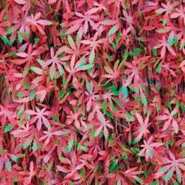 ARTIFICIAL HEDGE WITH TRELLIS NATERIAL DIVY 3D RED MAPLE 1X2MT