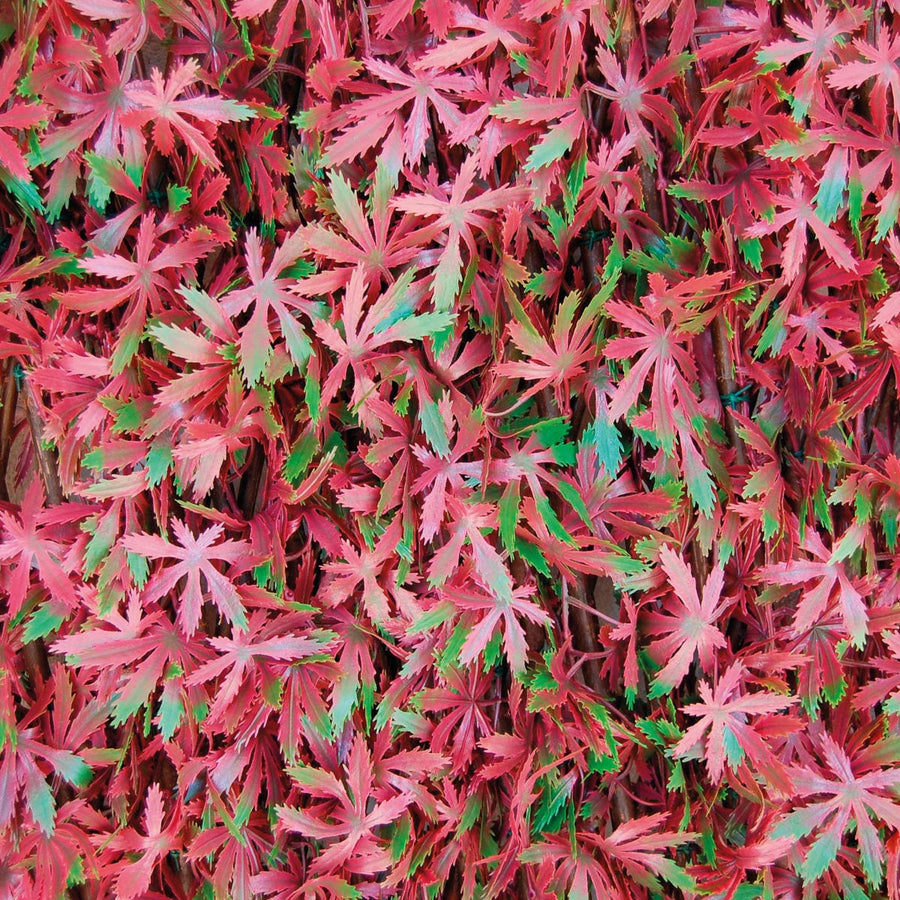 Bricocenter ARTIFICIAL HEDGE WITH TRELLIS NATERIAL DIVY 3D RED MAPLE 1X2MT