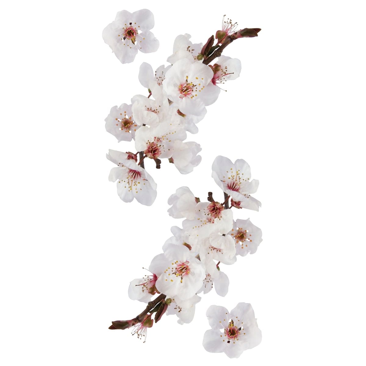 Bricocenter PHOTOGRAPHIC BLOSSOM STICKER 15.5X34 CM