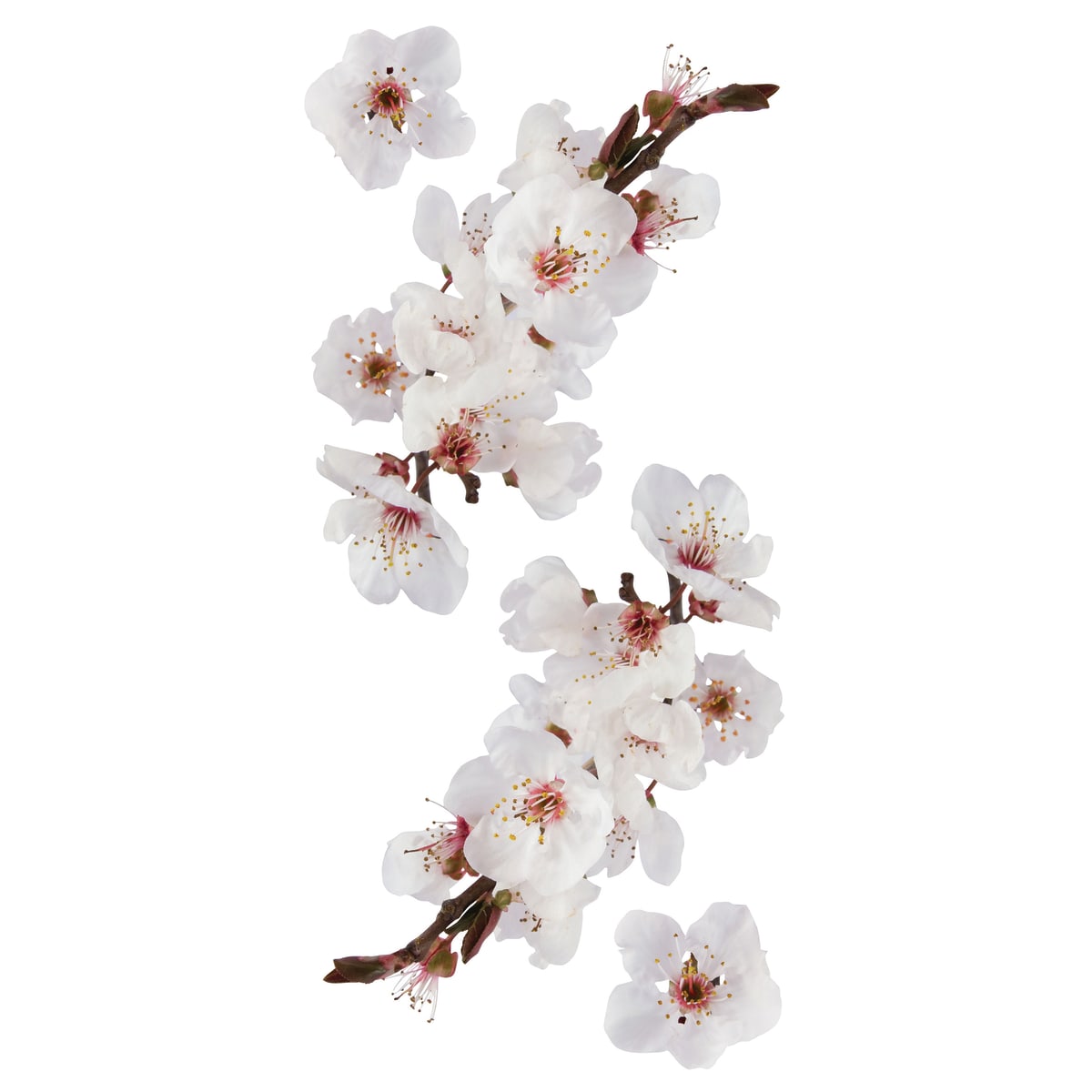 PHOTOGRAPHIC BLOSSOM STICKER 15.5X34 CM