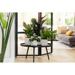 VIBES WHITE TOILET COVER 16 CM