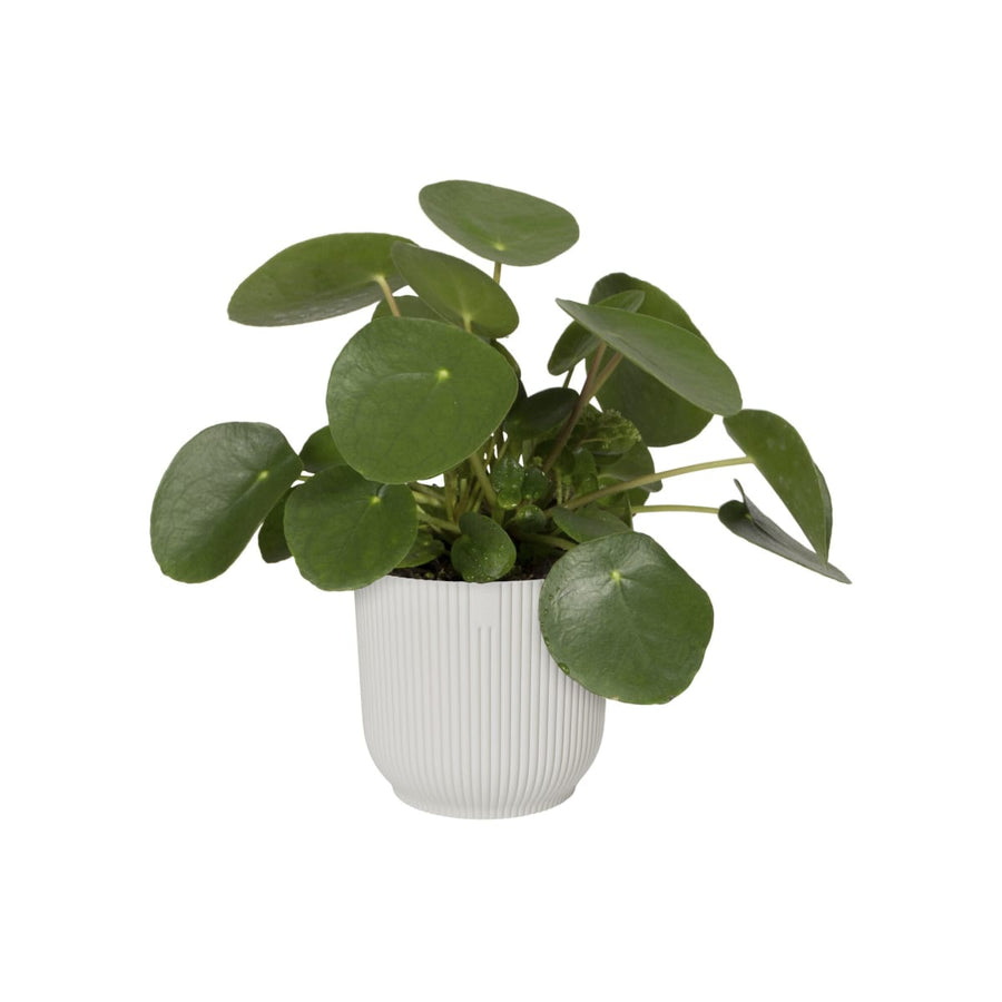 Bricocenter B.for Soft Round ELHO pot cover DIAM 25 H23,3 CM WHITE