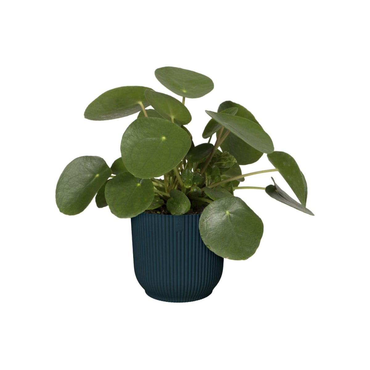Bricocenter COVER VIBES BLUE 22 CM