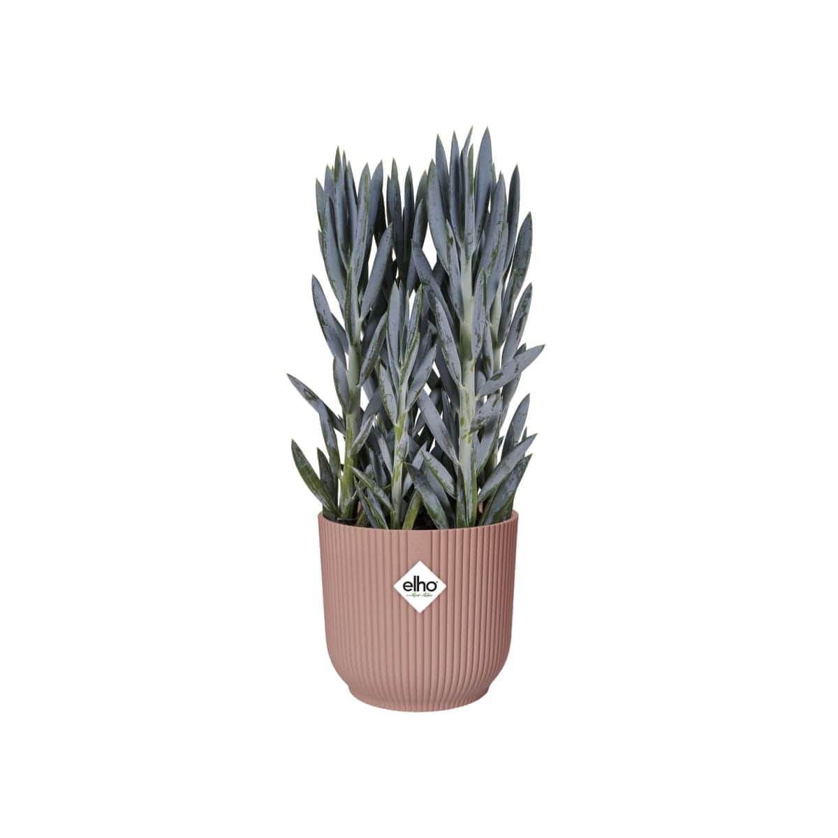 Bricocenter COVER POT VIBES PINK 16 CM