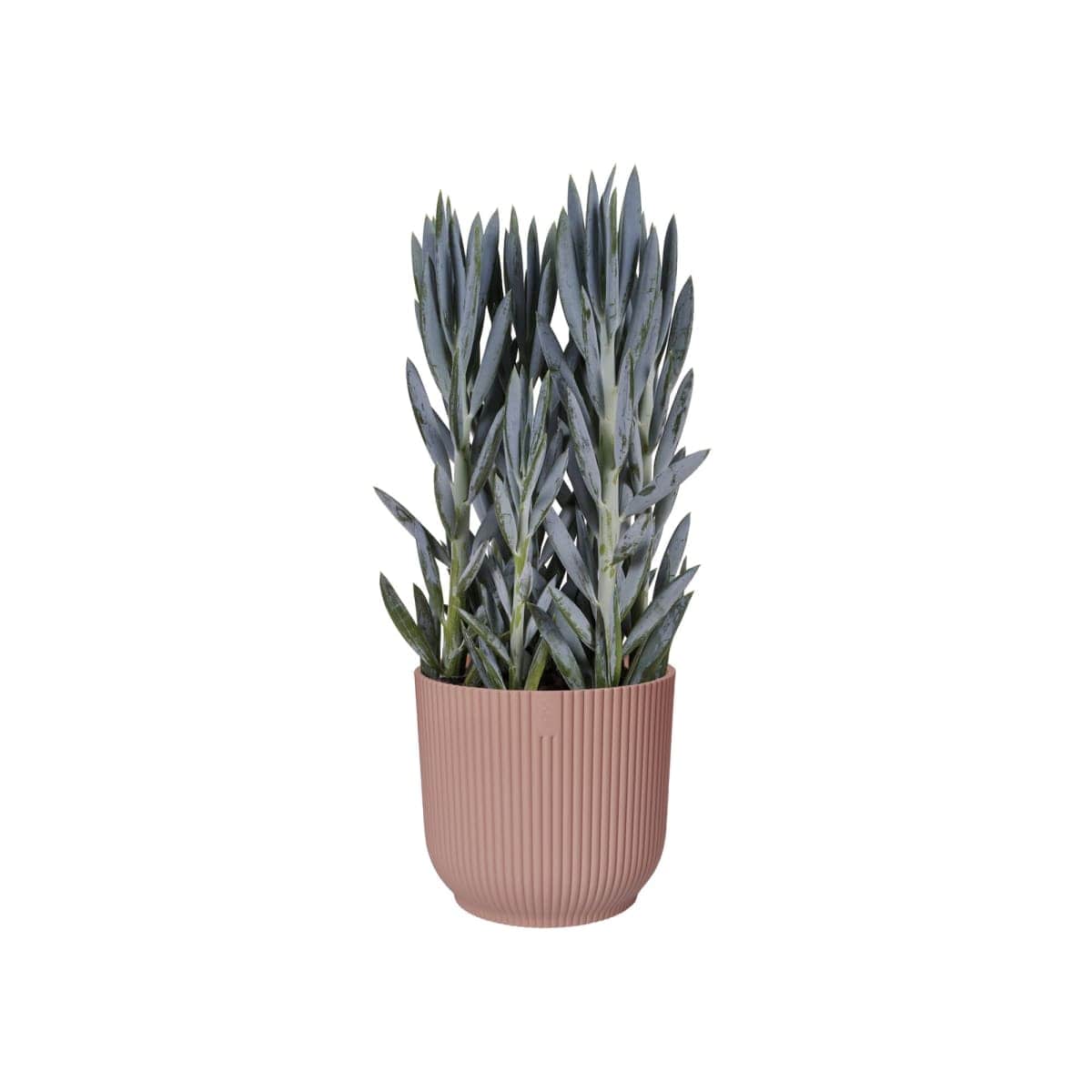 Bricocenter COVER POT VIBES PINK 16 CM