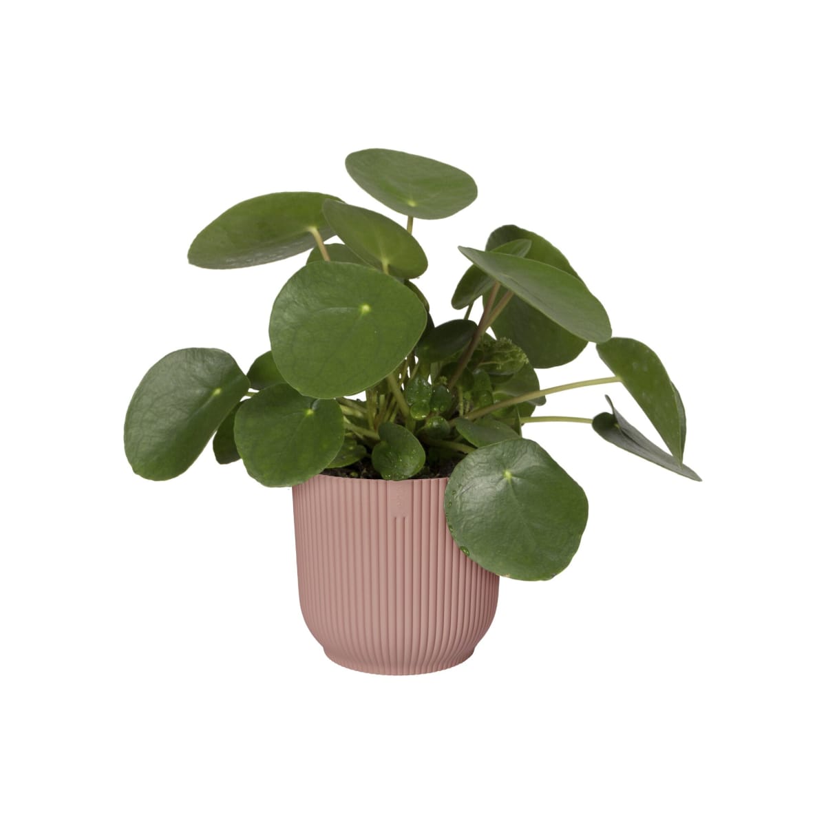 Bricocenter COVER POT VIBES PINK 16 CM