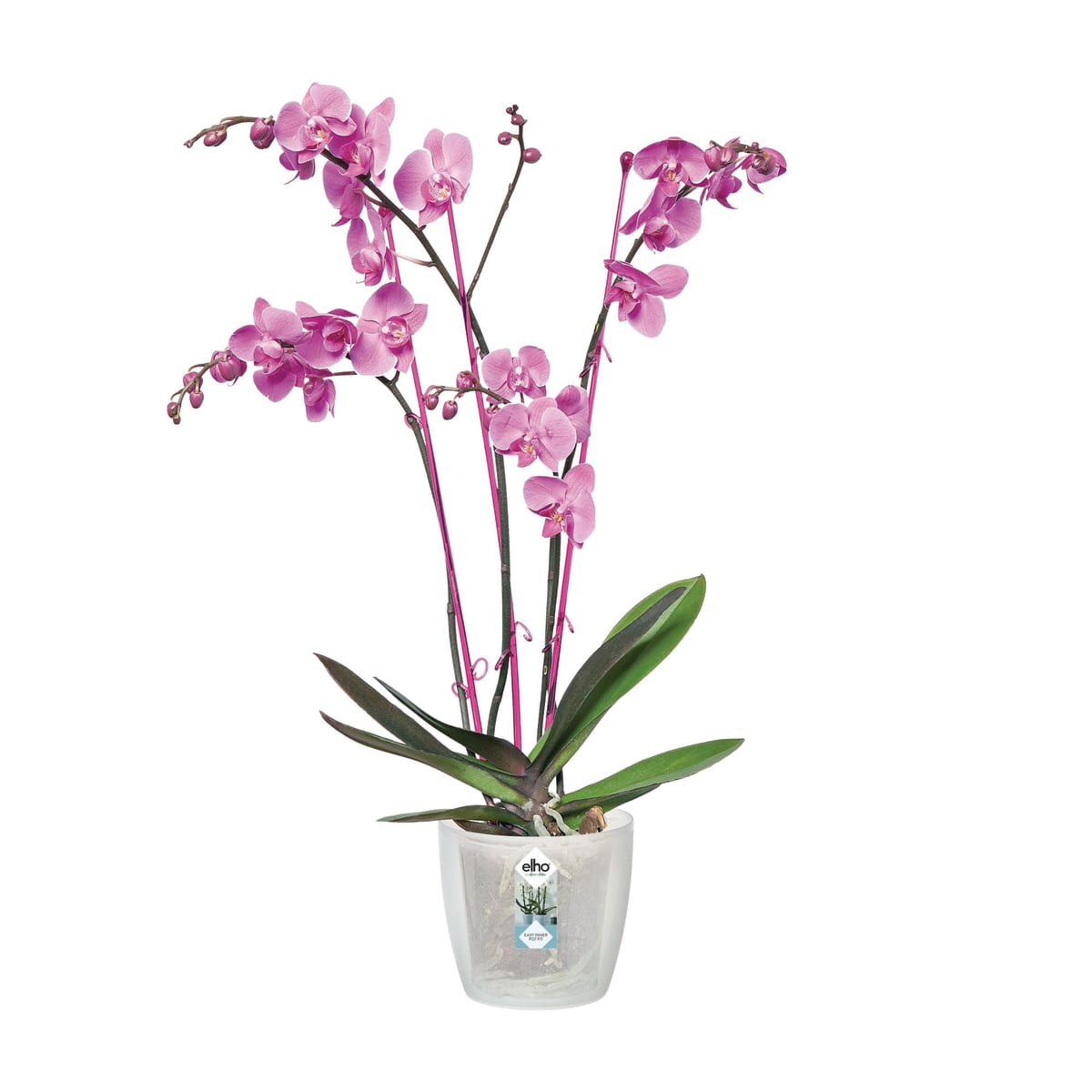 COVER POT BRUSSELS ORCHID 16CM TRANSPARENT