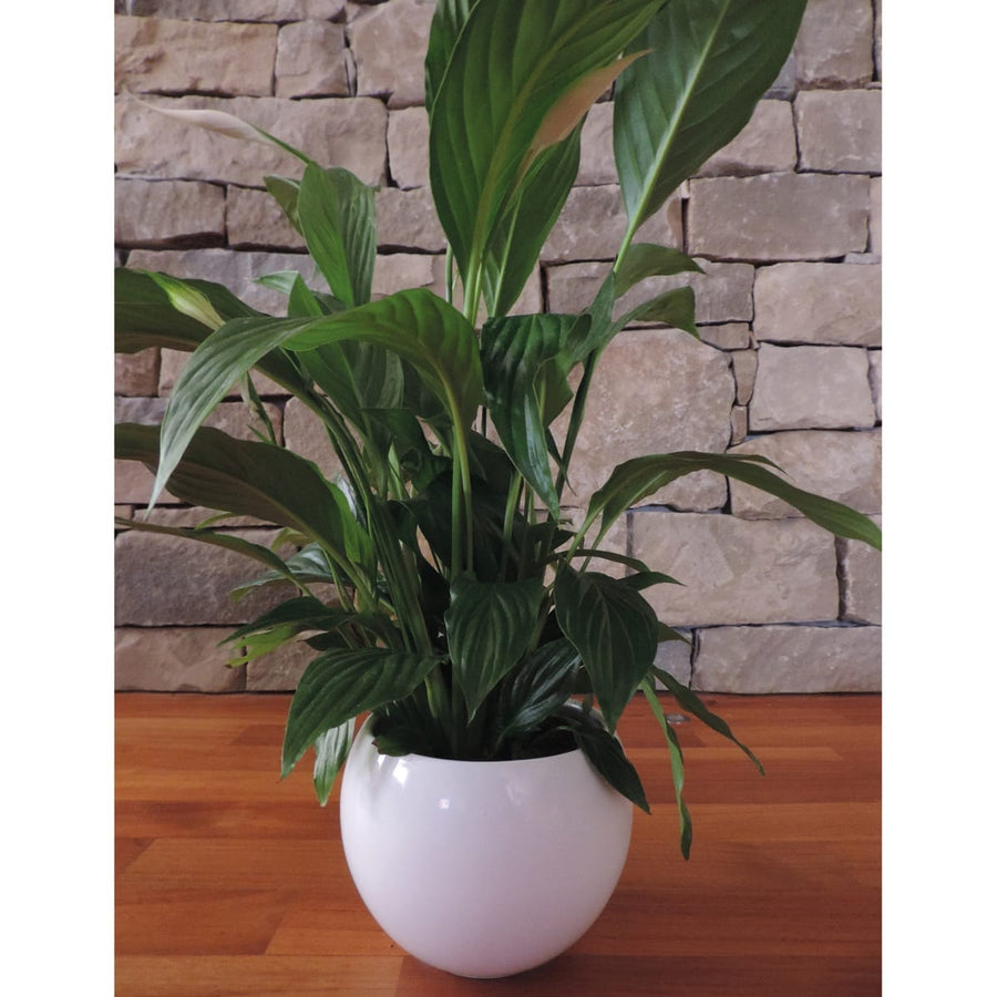 Bricocenter LUNA POT HOLDER DIAMETER 17XH12.5 CM WHITE MOON