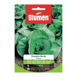 GREEN GRUMOLO CHICORY