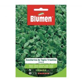 SUGARY CHICORY FOR CUTTING