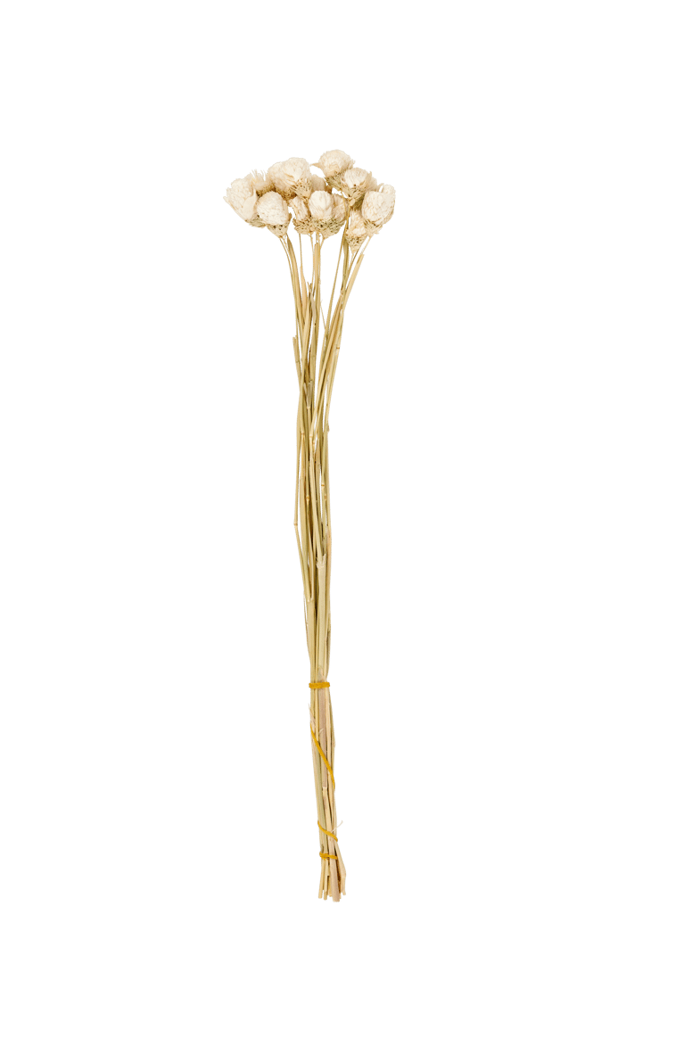 GOMPHRENA DRIED FLOWERS WHITE