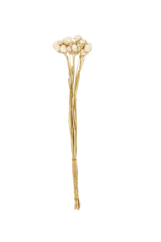 GOMPHRENA DRIED FLOWERS WHITE